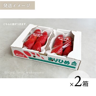 先行受付　大粒まりひめイチゴ　朝摘　6個～11個入×4パック
