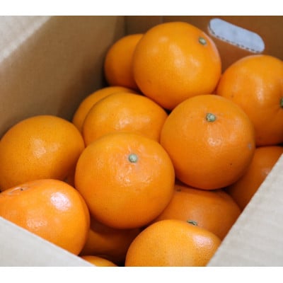 【2027年2月より順次発送】　和歌山県産　せとか　約3kg　秀品　【まごころ手選別】