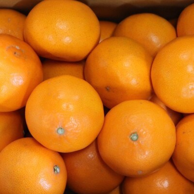 【2027年2月より順次発送】　和歌山県産　せとか　約3kg　秀品　【まごころ手選別】