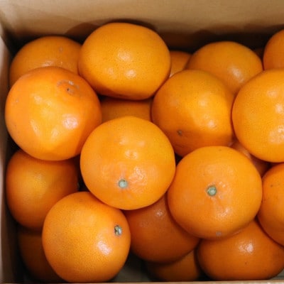【2027年2月より順次発送】　和歌山県産　せとか　約5kg　秀品　【まごころ手選別】