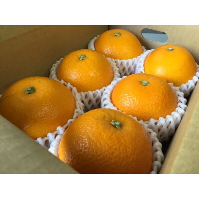 【2027年1月より順次発送】和歌山産　八朔　6玉　L～2Lサイズ【まごころ手選別】