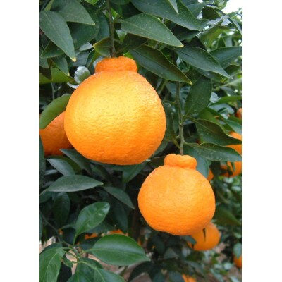 【2027年2月上旬より順次発送】和歌山産　不知火(デコポン)約5kg　秀品　小玉(28玉～30玉)