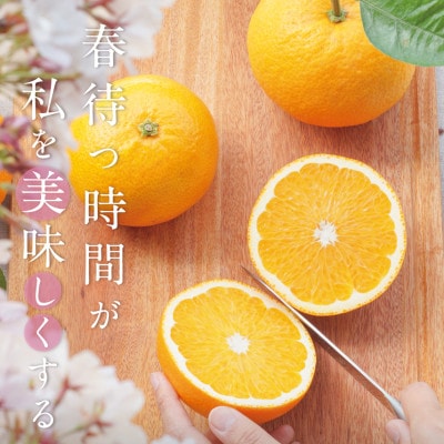 木成りはっさく10kg(和歌山県由良町)