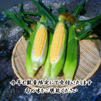 【先行受付2026年】とうもろこし味来(みらい　約3.0kg)　数量限定