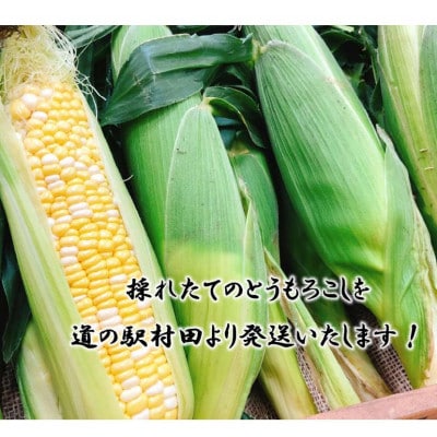 【先行受付2026年】とうもろこし　ドルチェドリーム　約3.0kg　数量限定