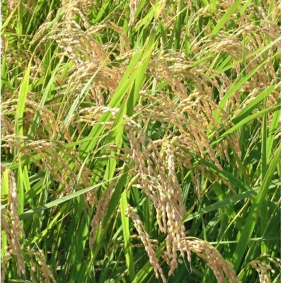 【新米】令和4年産 つや姫 玄米10kg(5kg×2) 宮城県産