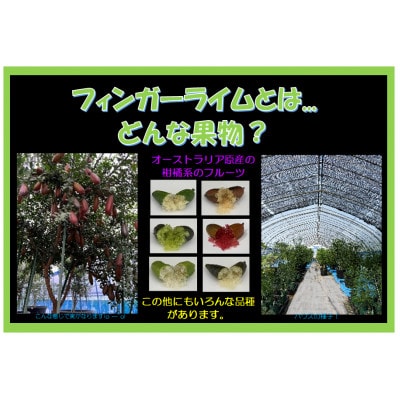 【宮城県村田町産】フィンガーライムMIX　100g×1パック