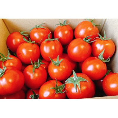 トマトスープやケチャップに!　　　　　　売木村産　完熟トマト「夏の旬」2.5kg