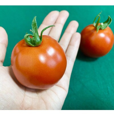 トマトスープやケチャップに!　　　　　　売木村産　完熟トマト「夏の旬」2.5kg