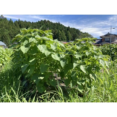 【栽培期間中農薬不使用・圧縮生絞り】新鮮えごま油　110g×3本(手作り　南信州 売木村産)