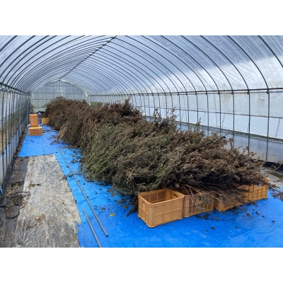 【栽培期間中農薬不使用・圧縮生絞り】新鮮えごま油　110g×3本(手作り　南信州 売木村産)