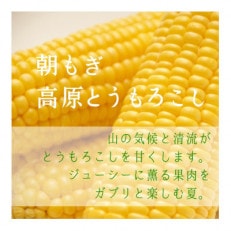 【朝もぎ高原とうもろこし】6本・約2.5kg 南信州 売木村産 甘味抜群の特産品!