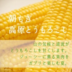 【朝もぎ高原とうもろこし】11本・約4.5kg 南信州 売木村産 甘味抜群の特産品!