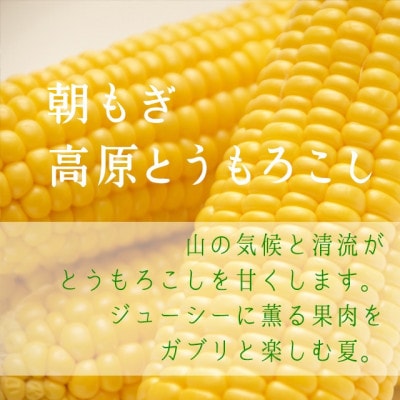 【朝もぎ高原とうもろこし】20本・約7.5kg　南信州 売木村産 甘味抜群の特産品!