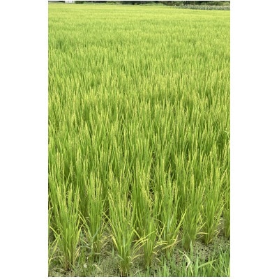 令和8年産 うるぎ米(ミネアサヒ精米5kg)　栽培期間中農薬不使用