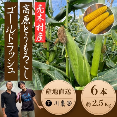 【2026年発】長野県売木村産 朝採れ高原とうもろこし「ゴールドラッシュ」6本入り