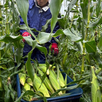 【2026年発】長野県売木村産 朝採れ高原とうもろこし「ゴールドラッシュ」6本入り