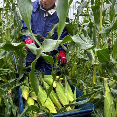 【2026年発】長野県売木村産 朝採れ高原とうもろこし「ゴールドラッシュ」10本入り