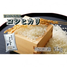 【新米】【令和5年産】宮城栗原産 コシヒカリ 白米5kg (5kg×1袋)