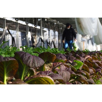 期間限定【宮城県栗原産】有機ベビーリーフ入り、とれたて葉物野菜セット