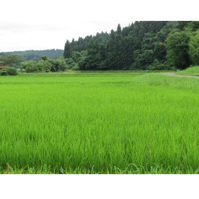 宮城県産ひとめぼれ　精米5kg　令和4年産