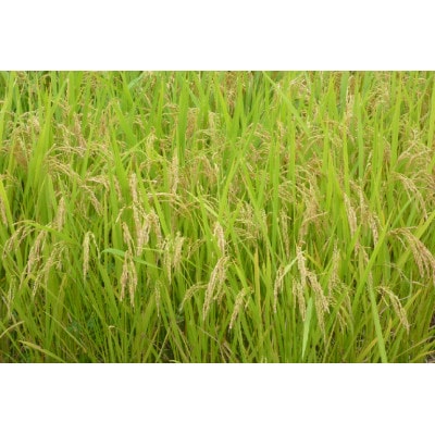 宮城県産ひとめぼれ　精米5kg　令和4年産