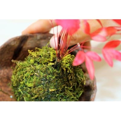 【和モダン】インテリアにピッタリ!苔玉作り体験(2名様分)