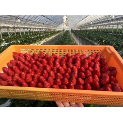 いちご　古都華・ことか 1パック(8～15粒入り)