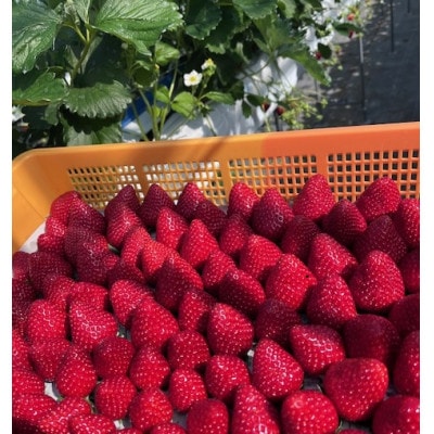 いちご　古都華・ことか2パック(8～15粒入り/1pc)