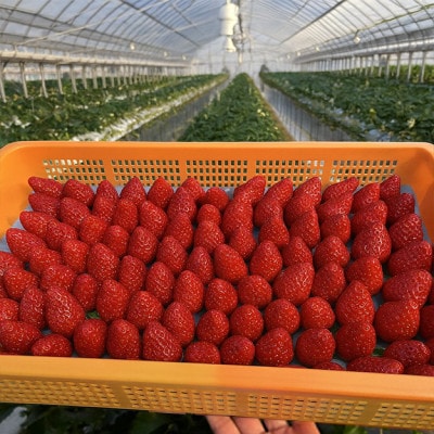 いちご　古都華・ことか2パック(8～15粒入り/1pc)