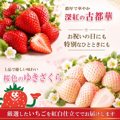 【古都華 × ゆきざくら】紅白いちごセット　2パック(8～15粒入り/1pc)
