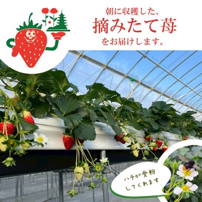 【古都華 × ゆきざくら】紅白いちごセット　2パック(8～15粒入り/1pc)