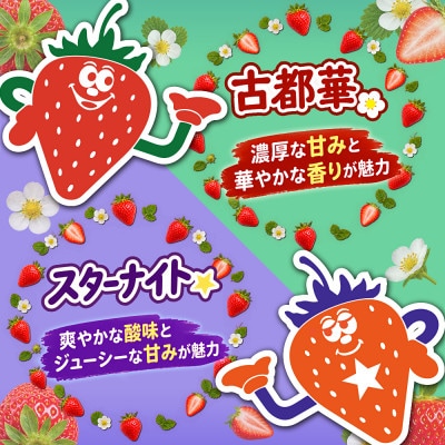 【古都華 ×スターナイト】食べ比べセット　2パック(8～15粒入り/1pc)