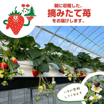 【古都華 × ならあかり】食べ比べセット　2パック(8～15粒入り/1pc)