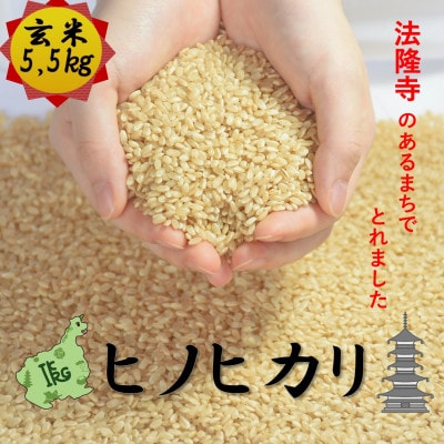世界遺産「法隆寺」のあるまちで採れた玄米【ヒノヒカリ】5.5kg　令和7年産