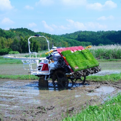 【ココトモファーム】ココトモバウム 人気の2種類 食べ比べ