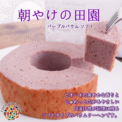 【ココトモファーム】パープルバウム ソフト　朝やけの田園　ピオーネ