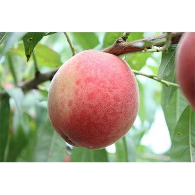 福岡県朝倉市育ちの桃(約4kg)