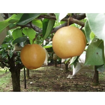 梨「新高」約5kg＜筑前あさくら農協＞