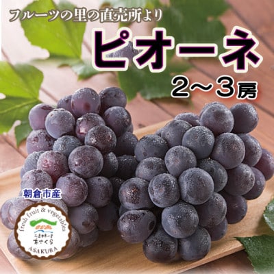フルーツの里の直売所より　ピオーネ2～3房(8月下旬発送)