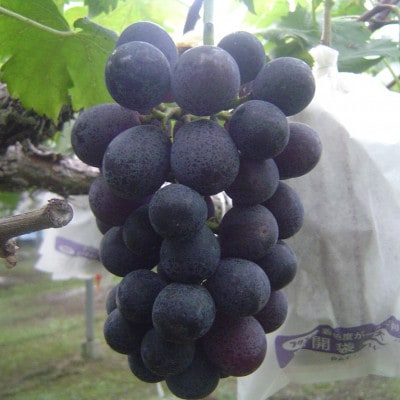 フルーツの里の直売所より　巨峰4～6房(8月下旬発送)