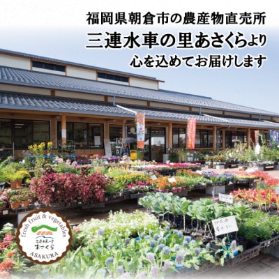 フルーツの里の直売所より　豊水梨5～7玉(9月上旬発送)