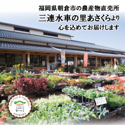 フルーツの里の直売所より　新高梨4～6玉(10月中旬発送)