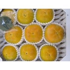 フルーツの里の直売所より　太秋柿3kg