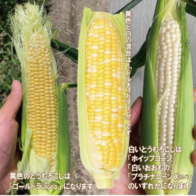 朝採れ!スイートコーン (ゴールドラッシュ、ホワイトコーン) 12~15本 4~5kg