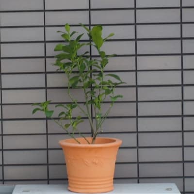 レモンの木鉢植え テラコッタ鉢 お礼品詳細 ふるさと納税なら さとふる