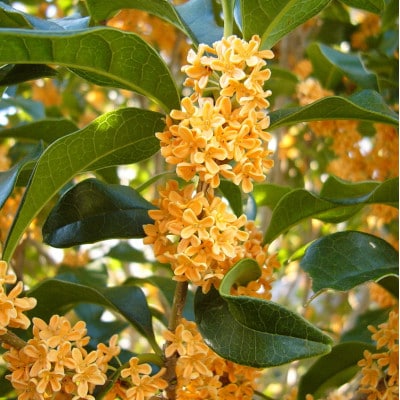 キンモクセイの鉢植え(白プラ鉢)