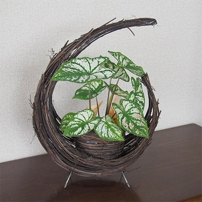 葉が涼しげカラジウムのムーンバスケット