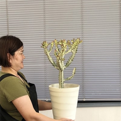ユーフォルビア「ホワイトゴースト」の鉢植え(白プラ鉢・8号