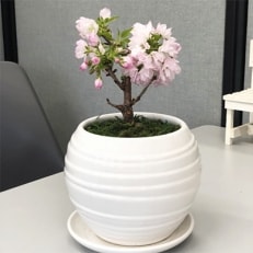 一才桜の鉢植え(受皿付)